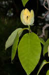 Cucumber tree